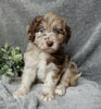 Medium F1B Labradoodle For Sale Mt Hope OH Female -Molly
