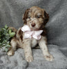 Medium F1B Labradoodle For Sale Mt Hope OH Female -Molly