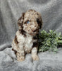 Medium F1B Labradoodle For Sale Mt Hope OH Female-Petunia