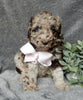 Medium F1B Labradoodle For Sale Mt Hope OH Female-Petunia
