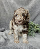 Medium F1B Labradoodle For Sale Mt Hope OH Female-Petunia