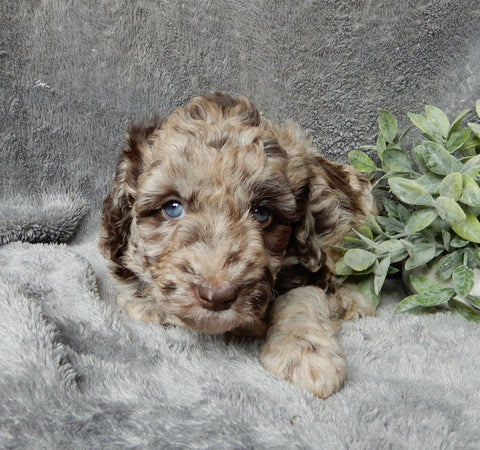 Medium F1B Labradoodle For Sale Mt Hope OH Female-Petunia