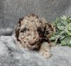 Medium F1B Labradoodle For Sale Mt Hope OH Female-Petunia