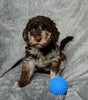 Medium F1B Labradoodle For Sale Mt Hope OH Male-Henry