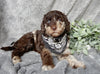 Medium F1B Labradoodle For Sale Mt Hope OH Male-Henry