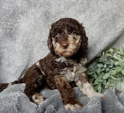 Medium F1B Labradoodle For Sale Mt Hope OH Male-Henry