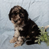 Medium F1B Labradoodle For Sale Mt Hope OH Male-Brody