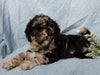 Medium F1B Labradoodle For Sale Mt Hope OH Male-Brody