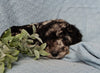 Medium F1B Labradoodle For Sale Mt Hope OH Male-Brody