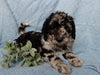 Medium F1B Labradoodle For Sale Mt Hope OH Male-Brody
