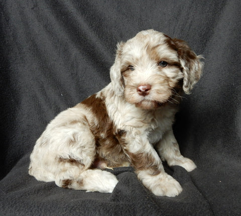 Medium F1B Labradoodle For Sale Mt Hope OH Male-Odie