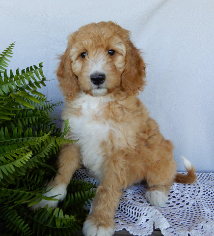 Mini F1B Labradoodle For Sale Millersburg OH Male-Murphy