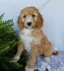 Mini F1B Labradoodle For Sale Millersburg OH Male-Murphy
