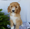 Mini F1B Labradoodle For Sale Millersburg OH Male-Murphy