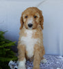 Mini F1B Labradoodle For Sale Millersburg OH Male-Murphy
