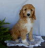 Mini F1B Labradoodle For Sale Millersburg OH Male-Murphy