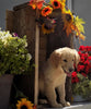 AKC Registered Golden Retriever For Sale Brinkhaven OH Female-Ellie