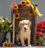AKC Registered Golden Retriever For Sale Brinkhaven OH Female-Ellie