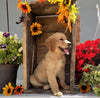 AKC Registered Golden Retriever For Sale Brinkhaven OH Male-Wyatt