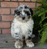 Mini Aussiedoodle For Sale Mt Hope OH -Male Carl