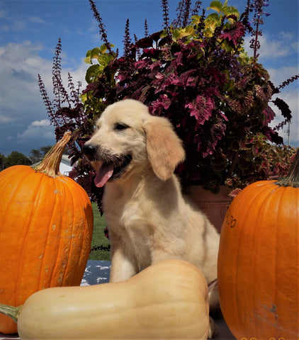 AKC Registered Golden Retriever For Sale Brinkhaven OH Male-Cameron