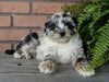 Mini Aussiedoodle For Sale Mt Hope OH -Male Carl