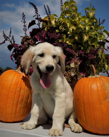 AKC Registered Golden Retriever For Sale Brinkhaven OH Male-Trooper