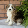 Mini Aussidoodle For Sale Mt Hope OH -Female Flo