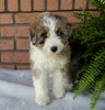 Mini Aussidoodle For Sale Mt Hope OH -Female Flo