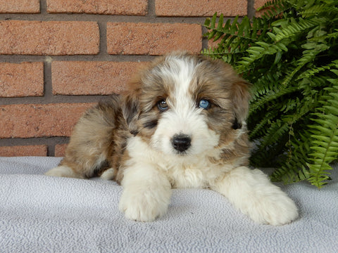 Mini Aussidoodle For Sale Mt Hope OH -Female Flo