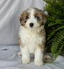 Mini Aussidoodle For Sale Mt Hope OH -Female Flo