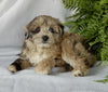 Mini Aussidoodle For Sale Mt Hope OH -Female Tulip