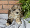 Mini Aussidoodle For Sale Mt Hope OH -Female Tulip