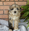 Mini Aussidoodle For Sale Mt Hope OH -Female Tulip