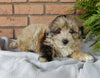 Mini Aussidoodle For Sale Mt Hope OH -Female Tulip