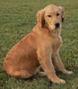 AKC Registered Golden Retriever For Sale Brinkhaven OH Male-Wyatt