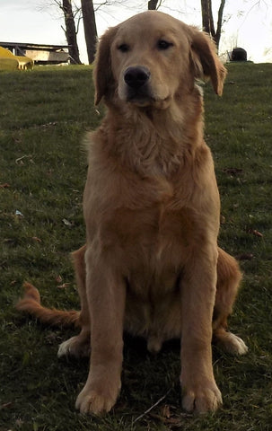 AKC Registered Golden Retriever For Sale Brinkhaven OH Male-Wyatt