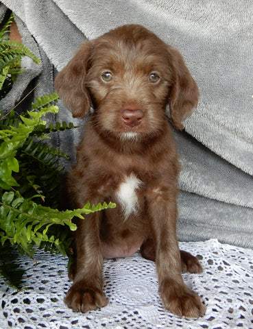 Mini Labradoodle For Sale Millersburg OH Female-Sweet Pea