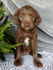 Mini Labradoodle For Sale Millersburg OH Female-Sweet Pea