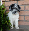 Mini Labradoodle For Sale Millersburg OH Male-Pebbles