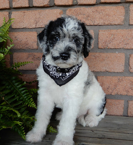 Mini Labradoodle For Sale Millersburg OH Male-Pebbles