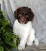 Mini Labradoodle For Sale Millersburg OH Male-Parker