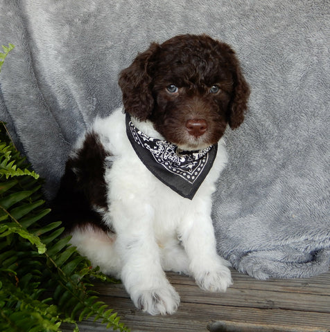 Mini Labradoodle For Sale Millersburg OH Male-Parker