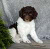 Mini Labradoodle For Sale Millersburg OH Male-Parker