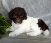 Mini Labradoodle For Sale Millersburg OH Male-Parker