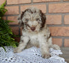 Mini Labradoodle For Sale Millersburg OH Male-Jasper
