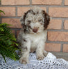 Mini Labradoodle For Sale Millersburg OH Male-Jasper