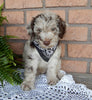 Mini Labradoodle For Sale Millersburg OH Male-Jasper