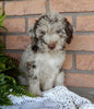 Mini Labradoodle For Sale Millersburg OH Male-Jasper