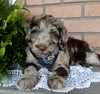 Mini Labradoodle For Sale Millersburg OH Male-Reno